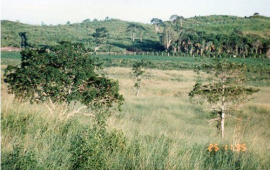 Terreno Carretera Escarcega Chetumal Km. 165, entre Campeche y Chetumal